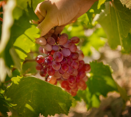 Αμπελουργία στην Παρακοπή Αμπελουργία στην Παρακοπή