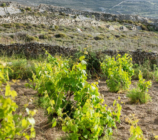 Στα αμπέλια της Απάνω Μεριάς